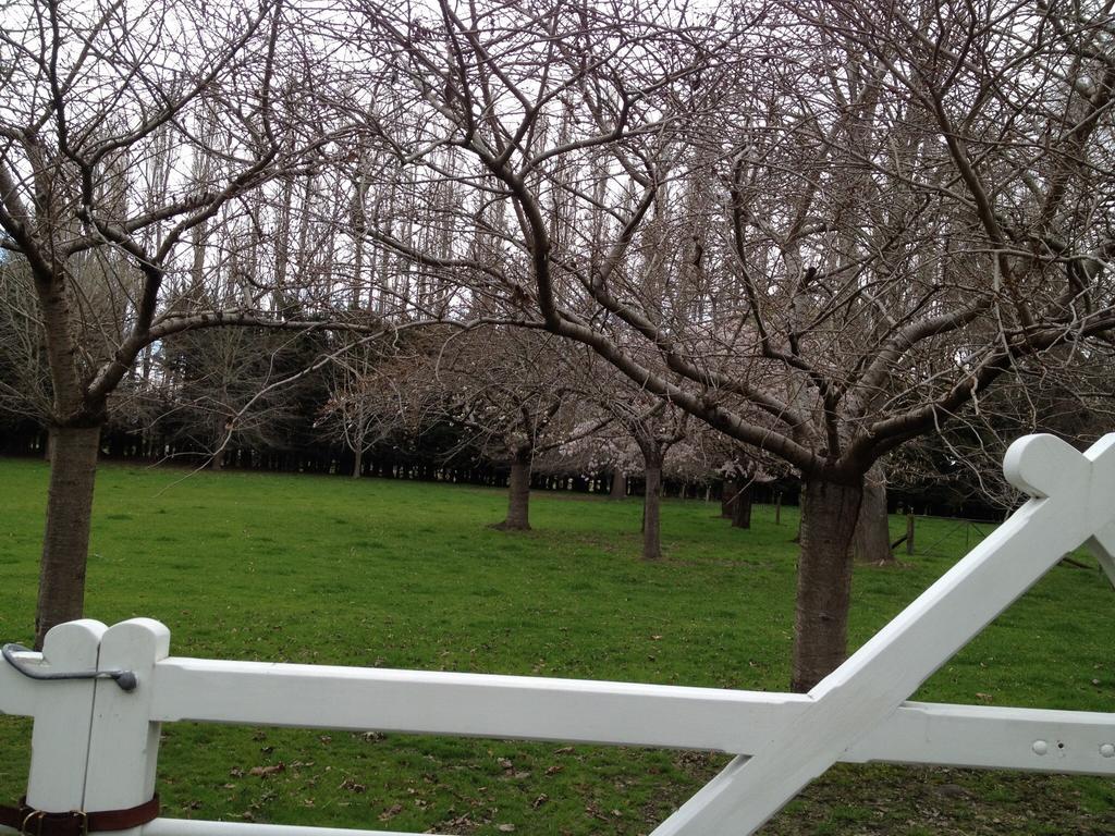 Rhododendron Garden Otel Christchurch Oda fotoğraf