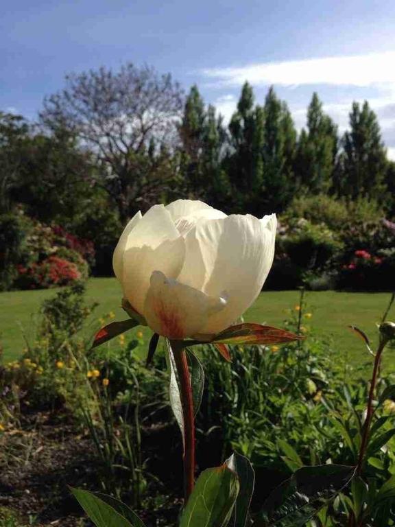 Rhododendron Garden Otel Christchurch Oda fotoğraf